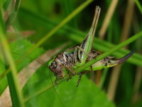 Metrioptera brachyptera, weiblich  4810