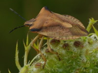Carpocoris fuscispinus  4849