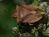 Carpocoris fuscispinus  4850