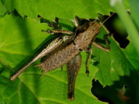Pholidoptera griseoaptera  4858