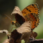 Melitaea didyma, female  4877