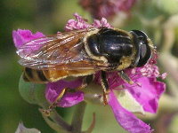 Merodon sp., female  4881