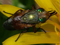 Rhyncomya sp., female  4883