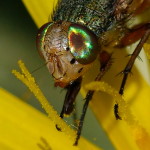 Rhyncomya sp., female  4886