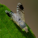 Trupanea amoena, weiblich  4902