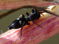 Poecilochroa/Aphantaulax sp.  4927