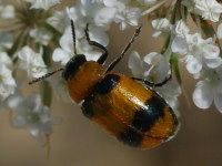 cf. Coptocephala sp.