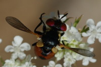 Gymnosoma sp., weiblich  4957