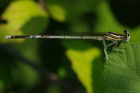 Platycnemis pennipes, male  4995