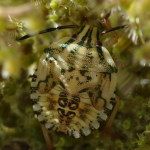 Carpocoris sp., larva (L5)  5030