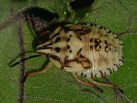 Carpocoris sp., larva (L5)  5031