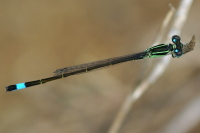 Ischnura elegans, männlich  5054