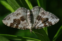 Xanthorhoe montanata, weiblich  5072