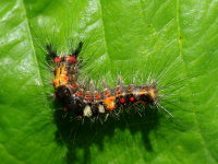Orgyia antiqua, caterpillar  5074