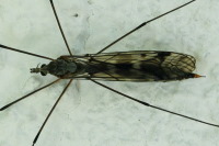 Tipula sp.  5107