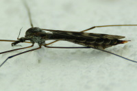 Tipula sp.  5108