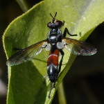 Cylindromyia sp.  5118