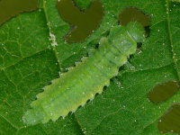 Gonioctena cf. quinquepunctata, larva  5139