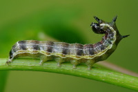 Orthosia cruda, caterpillar  5143