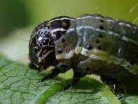 Orthosia cruda, caterpillar  5144