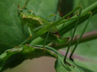Phaneroptera sparsa, nymph, female  5149