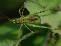 Phaneroptera sparsa, Nymphe, männlich  5150