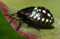 Nezara viridula, larva  5174