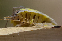 Porcellio spinipes, weiblich  5179