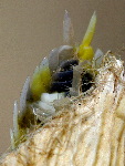 Porcellio spinipes, female  5180