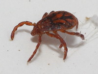 Ixodidae sp.  5184