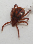 Ixodidae sp.  5185