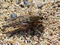 Asilidae sp., male  5216