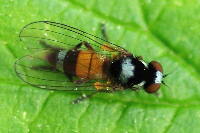 Callomyia amoena, weiblich  5248