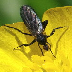 Empis (Empis) cf. pennipes, weiblich  5262
