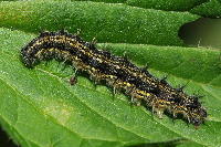 Aglais urticae, caterpillar  5271