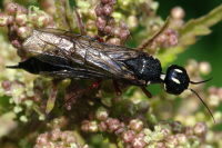 Xiphydria camelus, female  5279