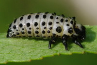 Chrysomela vigintipunctata, larva  5318