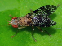 Trypetoptera punctulata  5328