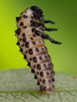 Chrysomela vigintipunctata, larva  5334