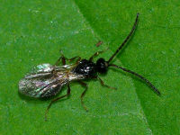 Diapriidae sp.  5342