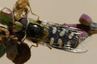 Scaeva albomaculata, weiblich  534