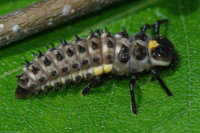 Anatis ocellata, larva  5353