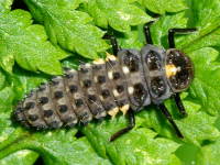 Anatis ocellata, larva  5358