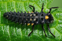 Anatis ocellata, larva  5362