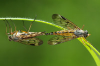 Rhagio scolopaceus, mating  5368