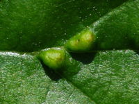 Eriophyes inangulis, plant galls  5381