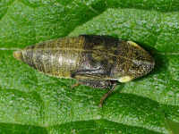 Aphrodes sp., larva  5387