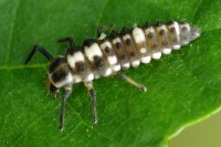 Propylea quatuordecimpunctata, larva  5399