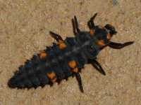 Coccinella algerica, larva  5402