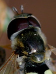Scaeva albomaculata, male  540